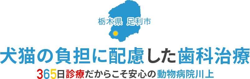 栃木県 足利市 犬猫の負担に配慮した歯科治療 365日診療だからこそ安心の 動物病院川上